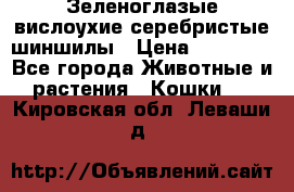 Зеленоглазые вислоухие серебристые шиншилы › Цена ­ 20 000 - Все города Животные и растения » Кошки   . Кировская обл.,Леваши д.